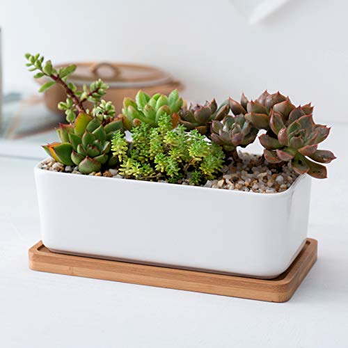 Yarlung 10 Pack Rectanglar Small Bamboo Saucers, 17.8x8.6 cm Plant Pot Drainage Trays for Succulent, Cactus, Bonsai Flower, Small Indoor Planters, Living Room, Balcony, Home Decor 4 Yarlung 10 Pack Rectanglar Small Bamboo Saucers, 17.8x8.6 cm Plant Pot Drainage Trays for Succulent, Cactus, Bonsai Flower, Small Indoor Planters, Living Room, Balcony, Home Decor - Image 4