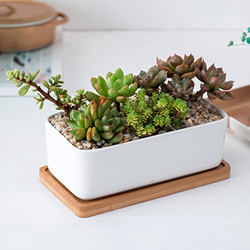 Yarlung 10 Pack Rectanglar Small Bamboo Saucers, 17.8x8.6 cm Plant Pot Drainage Trays for Succulent, Cactus, Bonsai Flower, Small Indoor Planters, Living Room, Balcony, Home Decor 5 Yarlung 10 Pack Rectanglar Small Bamboo Saucers, 17.8x8.6 cm Plant Pot Drainage Trays for Succulent, Cactus, Bonsai Flower, Small Indoor Planters, Living Room, Balcony, Home Decor - Image 5